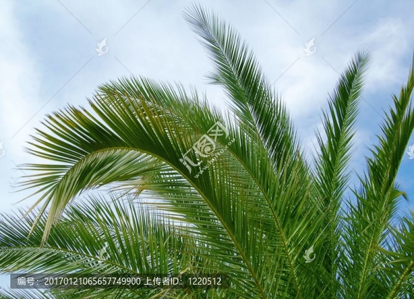 棕櫚樹
