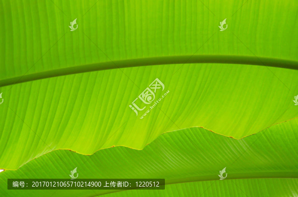 棕櫚樹的葉子