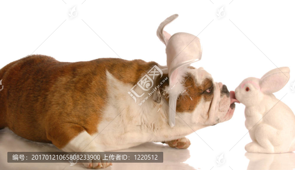 狗吻復(fù)活節(jié)兔子