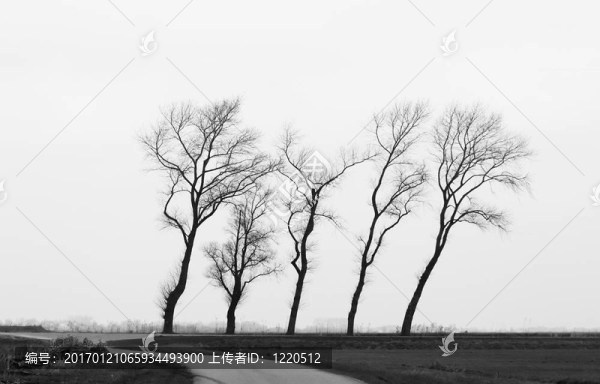 冬天的樹