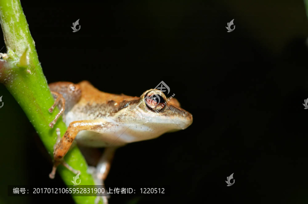 可愛的青蛙
