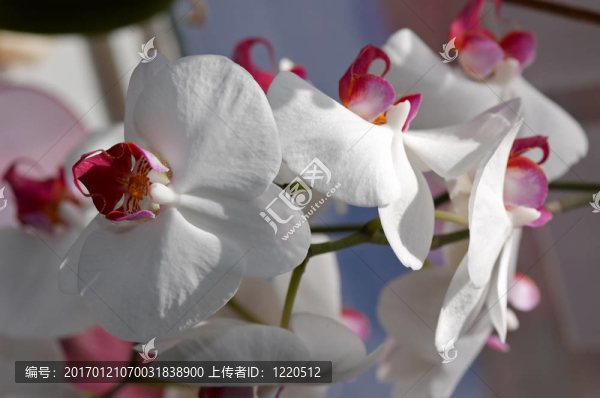 蘭花
