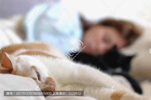 放松的小貓