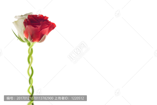 兩朵玫瑰在一起