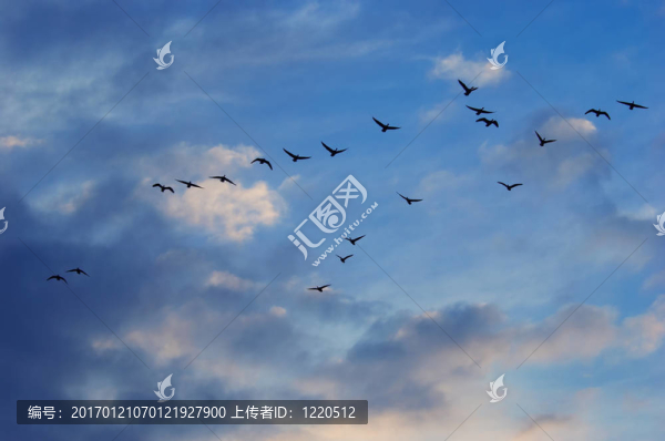 天空中的鵝