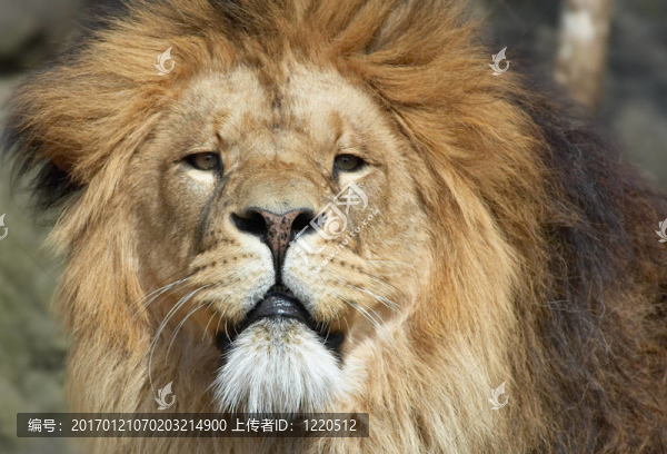 非洲雄獅