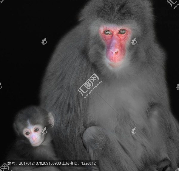 媽媽和嬰兒猴
