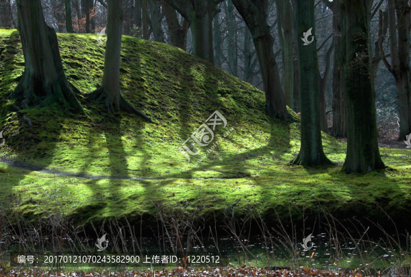 森林背景
