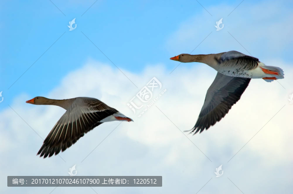 雁行