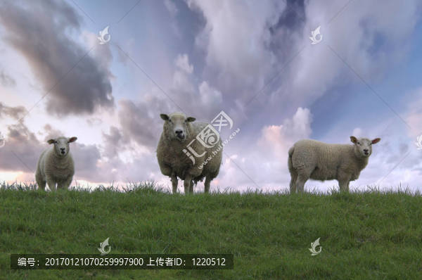 羊族-匯圖網(wǎng) www.fosd68.com 羊族