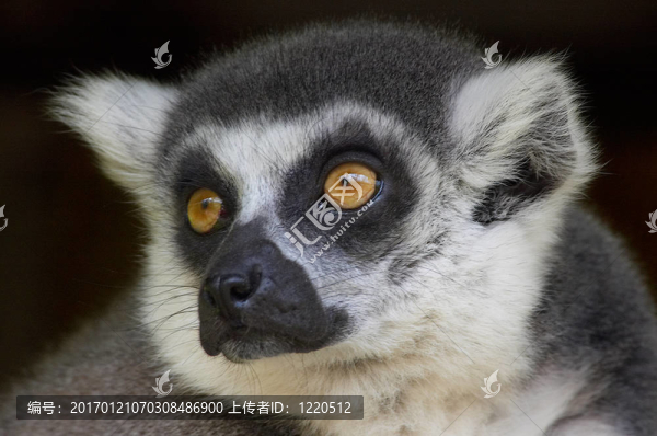 環(huán)尾狐猴