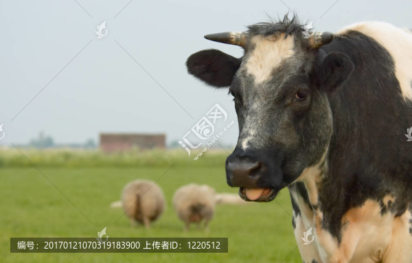 奶牛