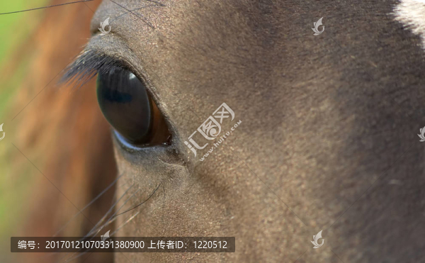 馬眼