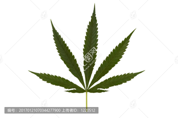 孤立的大麻葉