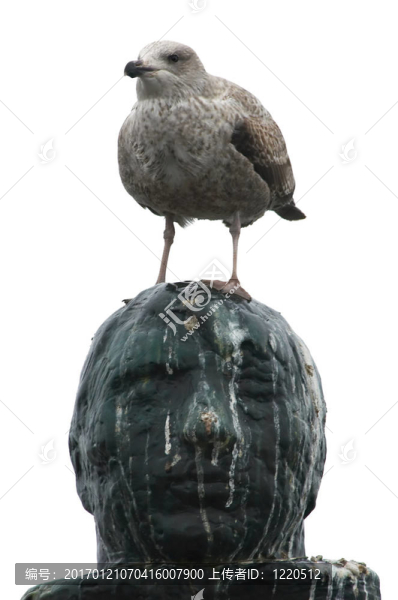 海鷗的頭