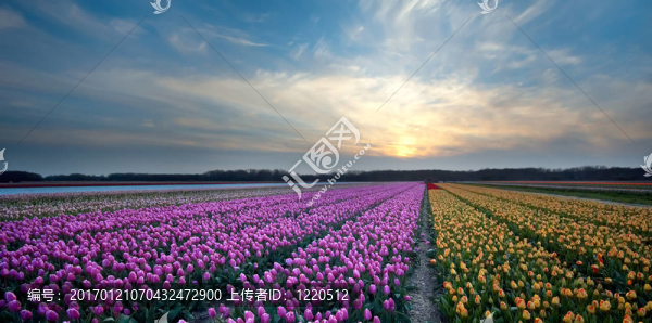 日落的郁金香-匯圖網(wǎng) www.fosd68.com 日落的郁金香