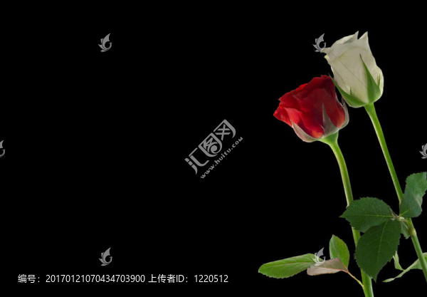 紅玫瑰和白玫瑰
