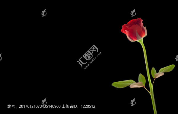 紅玫瑰