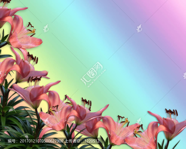 花緣邀請(qǐng)粉紅百合