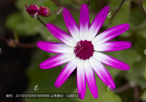 春天的紫色花