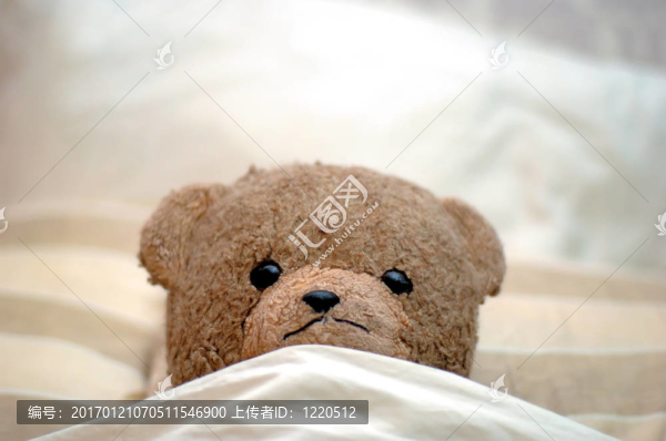 泰迪上床睡覺