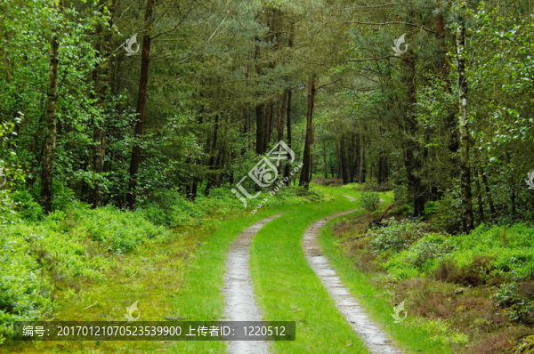 穿越森林的道路