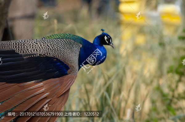 peackock