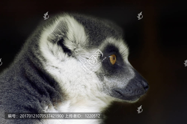 環(huán)尾狐猴斜視