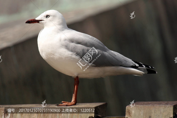 海鷗-,Aotea廣場；新西蘭奧克蘭；