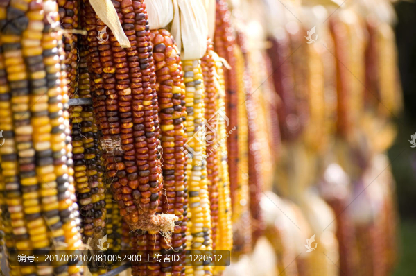 玉米的視角-匯圖網(wǎng) www.fosd68.com 玉米的視角