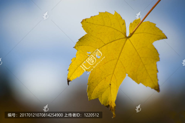 金楓葉