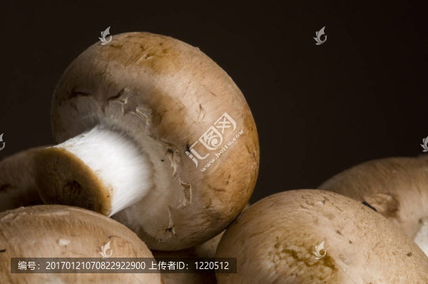 褐蘑菇