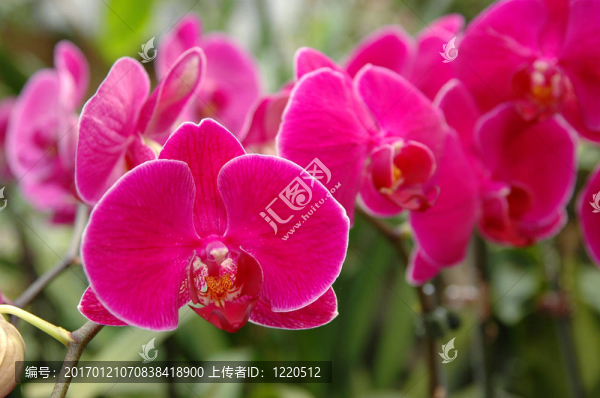 一簇粉紅色的蘭花
