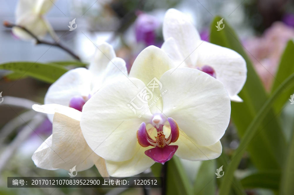 白蘭花