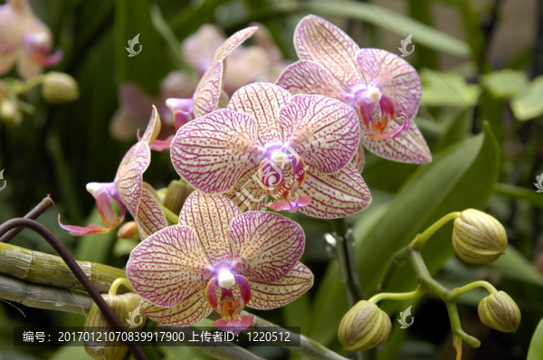 一簇蘭花