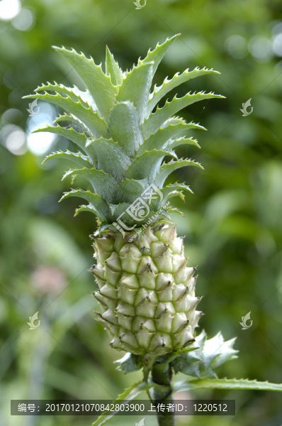 親愛的菠蘿