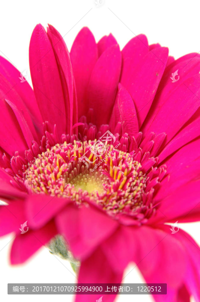 粉紅色的格柏雛菊