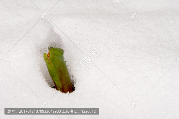 在雪中發(fā)芽的郁金香