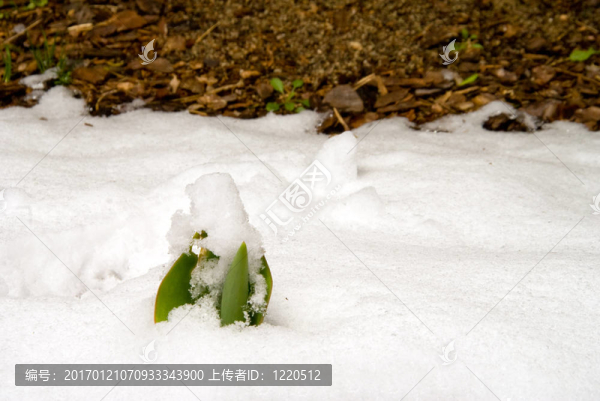 在雪中發(fā)芽的郁金香