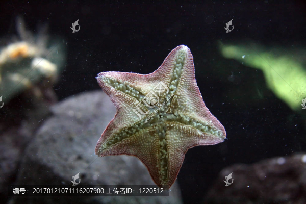 凱莉tarltons奧克蘭；新西蘭海底世界；