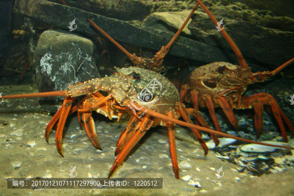 凱莉tarltons奧克蘭；新西蘭海底世界；
