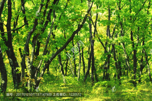 橡樹