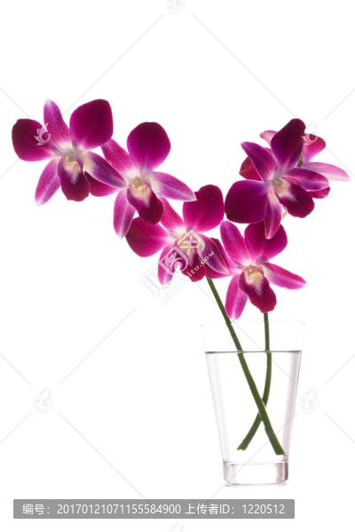 蘭花