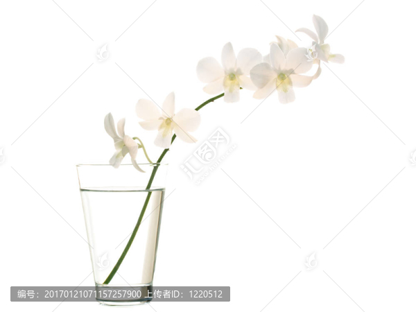 蘭花在花瓶