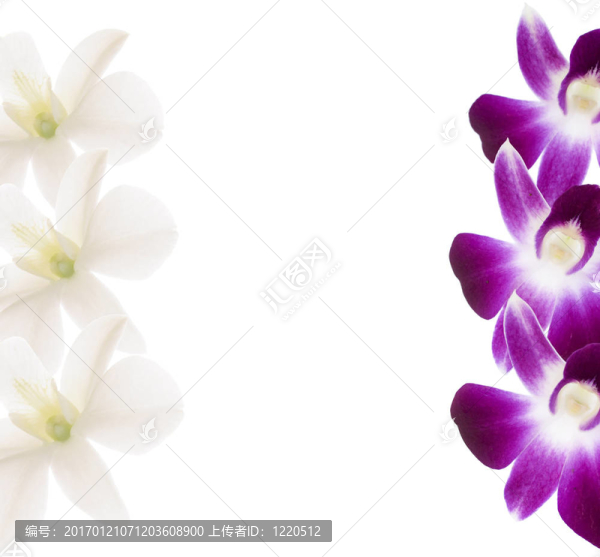 蘭花架