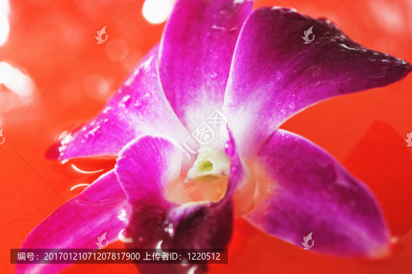 紅水蘭花
