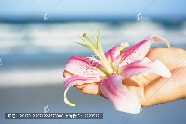 百合花