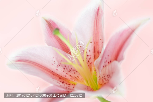 百合花