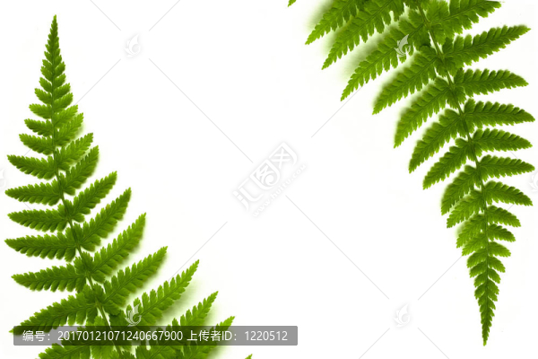 蕨類(lèi)植物的框架