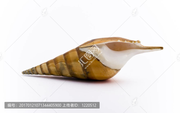 海貝殼